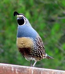 california state quail