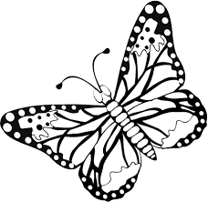 butterfly images