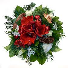 christmas amaryllis