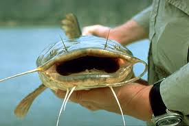 flathead catfish pictures