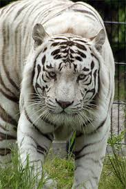les tigre blanc