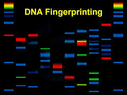 dna finger printing