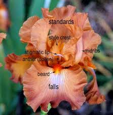 bearded iris flowers