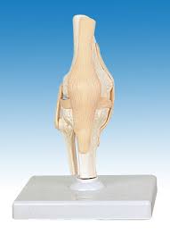 elbow joint model
