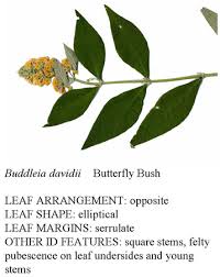 buddleia davidii