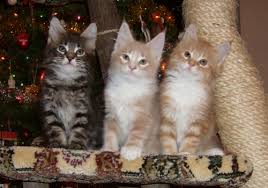 main coon cats
