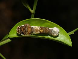 swallowtail caterpillars