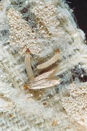wool moths