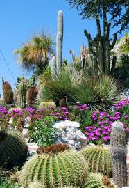 desert plants