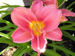 rosy returns daylily