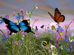 butterfly images