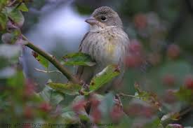 dickcissel