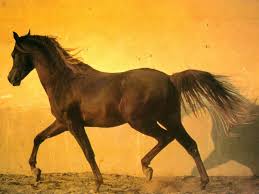 les plus belles images de chevaux
