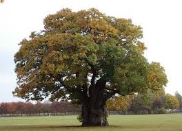 pictures chestnut trees
