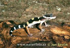 gecko leopard