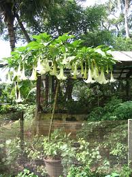 brugmansia tree