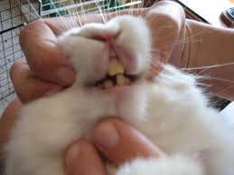 bunnies teeth