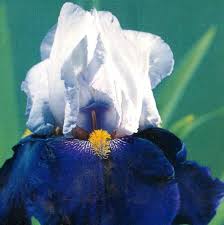 bearded iris