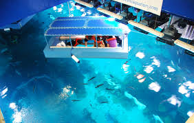 glass bottom boat tours