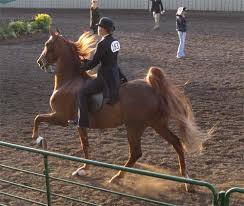horse show