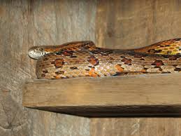 chicken snake photos