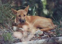 dingo dog
