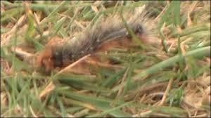 pictures of poisonous caterpillars