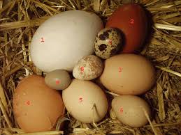 poules de marans