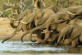 south africa animals