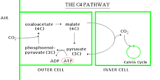 c3 c4 plants