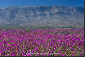 desert in bloom