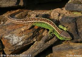 sand lizard