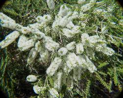 melaleuca alternifolia
