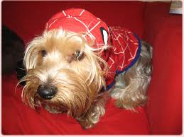 spider dog
