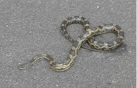 rat snake photos