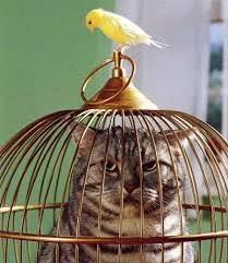 entraide binbango - Page 40 Chat-cage-oiseau