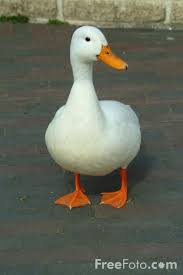 gambar bebek