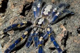 poecilotheria metallica