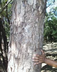 albizia guachapele