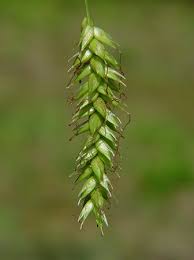 carex cherokeensis