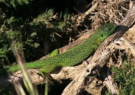 green lizard pictures