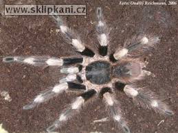 nhandu. coloratovillosus