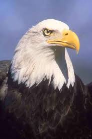 bald eagle images