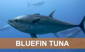 tuna_section_ing.jpg