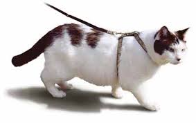 cat on leash
