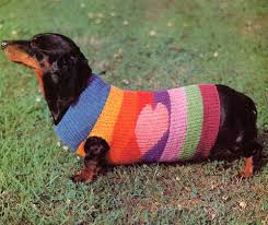 sausage dog