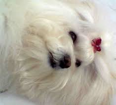 pictures of maltese dogs