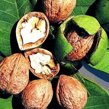 walnut tree