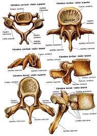 vertebras lumbares