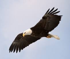 eagle bird of prey